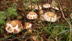 Look at all these lovely mushrooms!