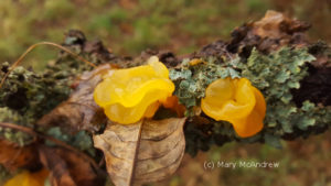 A bright "Yellow Brain Fungus"