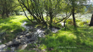 There were some really pretty areas on our walk up.