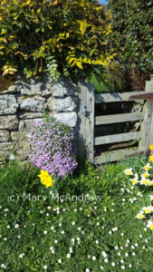 Happy Spring from our village in Northumberland, England!