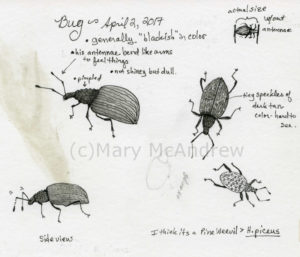 Enlarged sketches of the Weevil