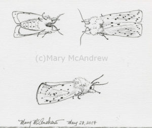 Ink studies of White Ermine Moth