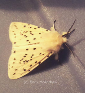 White Ermine Moth 
