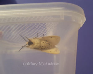 The underside of the White Ermine Moth