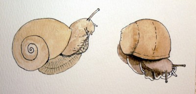 Large Snail Studies (step by step) « Mary McAndrew