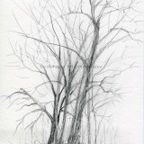 tree sketch (Paul's trees)