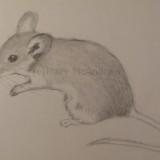 Mouse 1 finished sketch