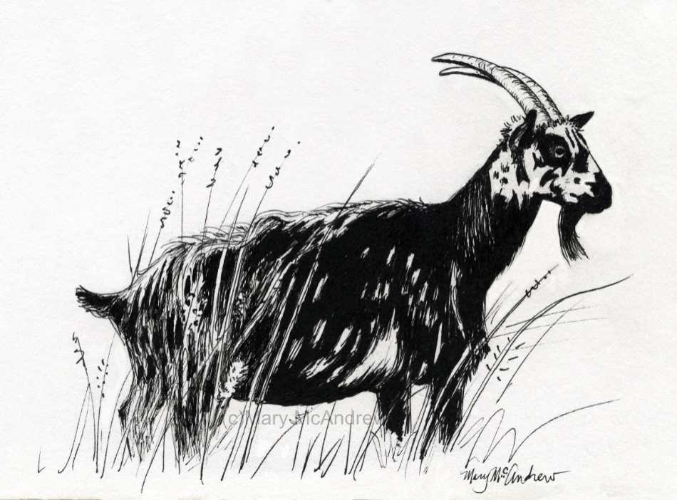 ink drawing of wild goat 3